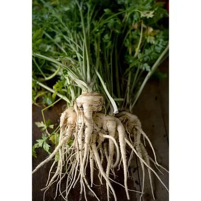 GEBDINSH GARDEN Organic Hamburg Rooted Parsley Seeds 30-40 Seeds Per Packet