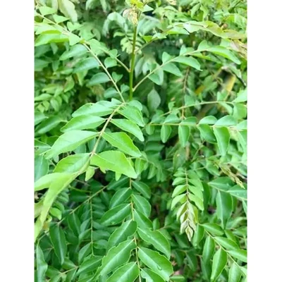 GEBDINSH GARDEN Organic Curry Leaf Seeds 30-40 Seeds Per Packet for Home Gardening | High Germination