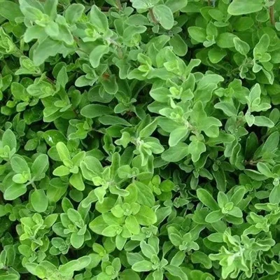 GEBDINSH GARDEN Organic Lemon Balm Seeds 30-40 Seeds Per Packet With High Germination for Home Gardening