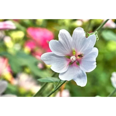 GEBDINSH GARDEN Organic Marjoram Seeds 30-40 Seeds Per Packet With High Germination for Home Gardening