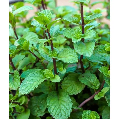 GEBDINSH GARDEN Organic Marshmallow Seeds 30-40 Seeds for Home Gardening