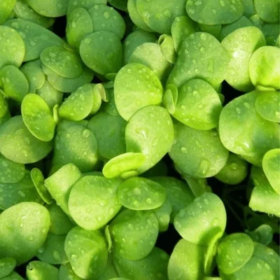 GEBDINSH GARDEN Organic Mint / Pudeena Seeds 30-40 Pcs for Home Gardening