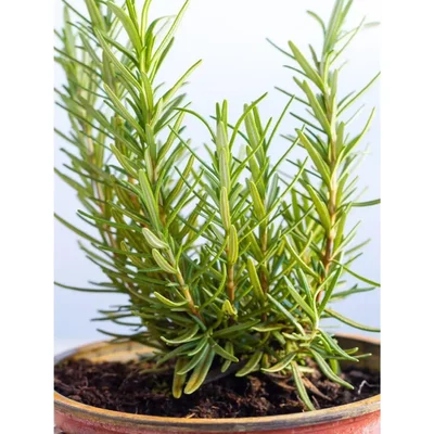 GEBDINSH GARDEN Organic Purslane / Kulfa Seeds 30-40 Pcs High Germination for Home Gardening