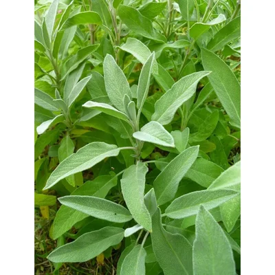 GEBDINSH GARDEN Organic Sage Seeds 30-40 Pcs with High Germination for Home Gardening