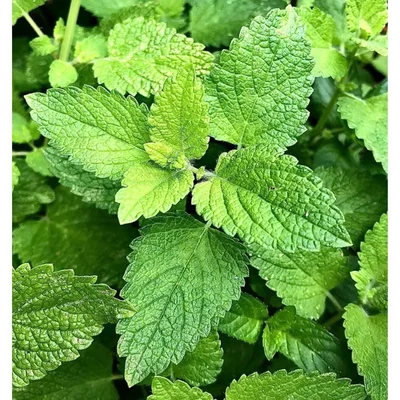 GEBDINSH GARDEN Organic Spearmint Seeds 30-40 Pcs with High Germination for Home Gardening