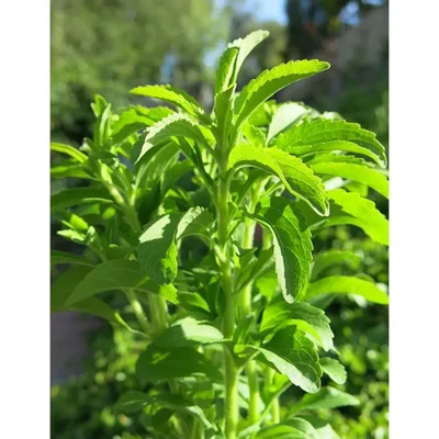 GEBDINSH GARDEN Organic Stevia Seeds 30-40 Pcs with High Germination for Home Gardening