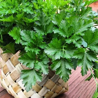 GEBDINSH GARDEN Organic Italian Parsley Seeds 30-40 Pcs With High Germination for Home Gardening