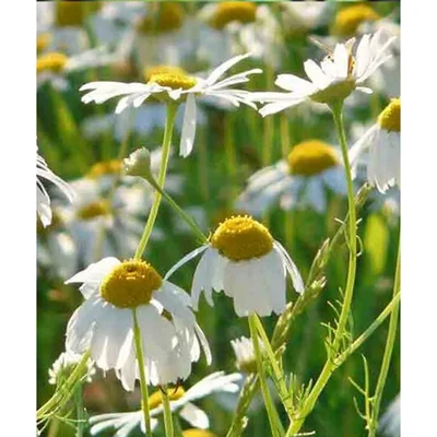 GEBDINSH GARDEN Organic Roman Chamomile Seeds 30-40 Pcs for Home and Balcony Gardening