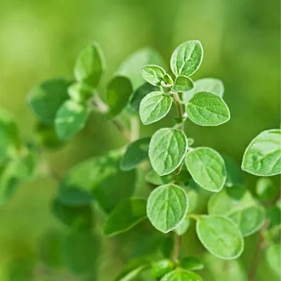 GEBDINSH GARDEN Organic Italian Oregano Seeds 30-40 Pcs with High Germination for Home Gardening