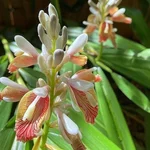 GEBDINSH Alpine Ginger Lily Outdoor Landscape & Balcony Gardening | Like Highly Fragrant Summer Blooms