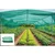 SIGNISTICS 50% Sun Shade Net Green Net, UV Sun Protection, For Agriculture Use (10x10 feet)